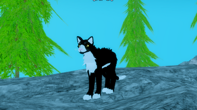 swaggy cat pfp - Roblox