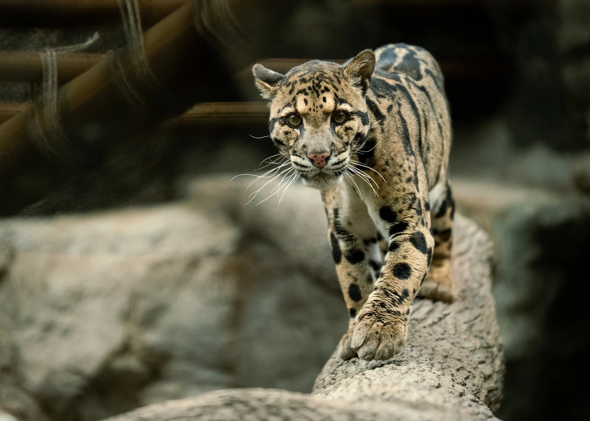 Jye | Felidae mammals Wiki | Fandom