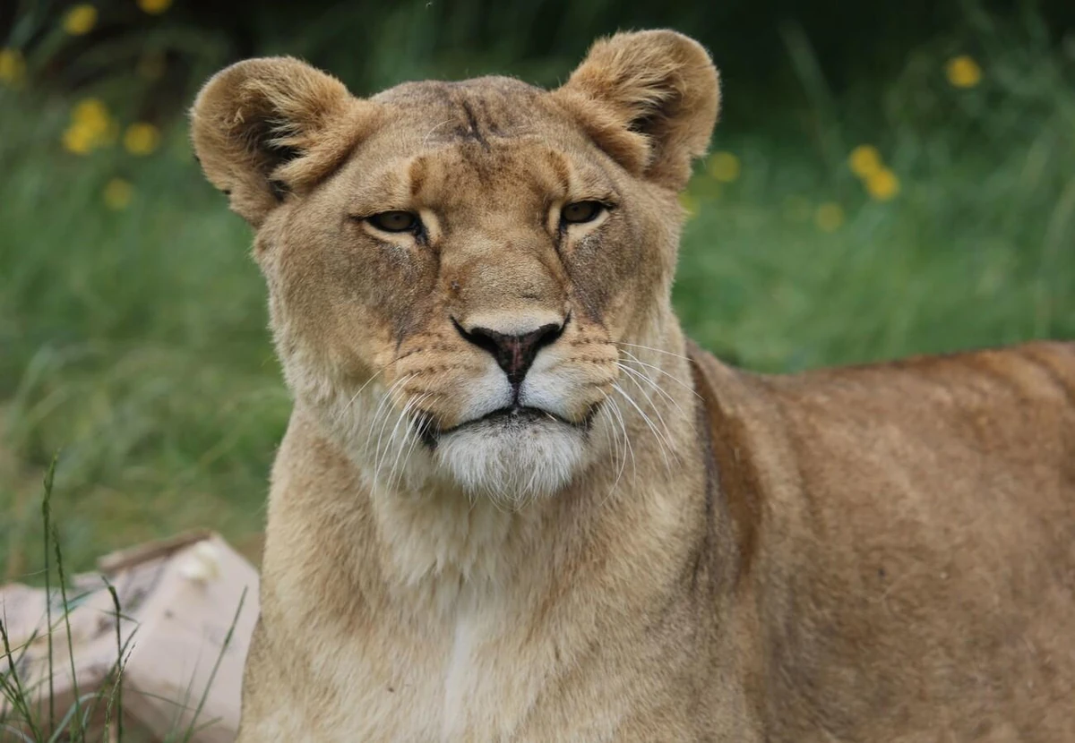 Neida | Felidae mammals Wiki | Fandom