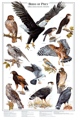 All about Birds of Prey