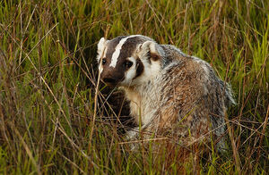 Badgers