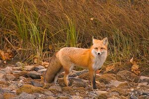 Red fox