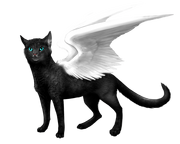 FELIWING