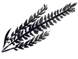 Black Fern Leaves