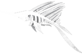 Skeletal Marrowfish