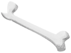 Femur