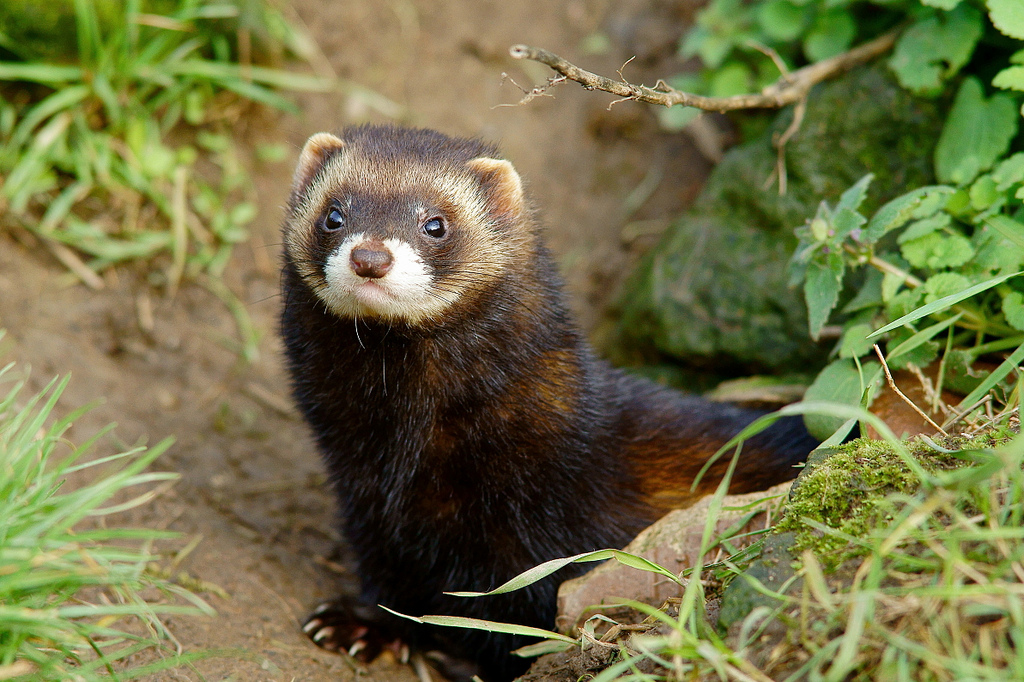 How big is a European polecat? What is a European polecat called? Do European po