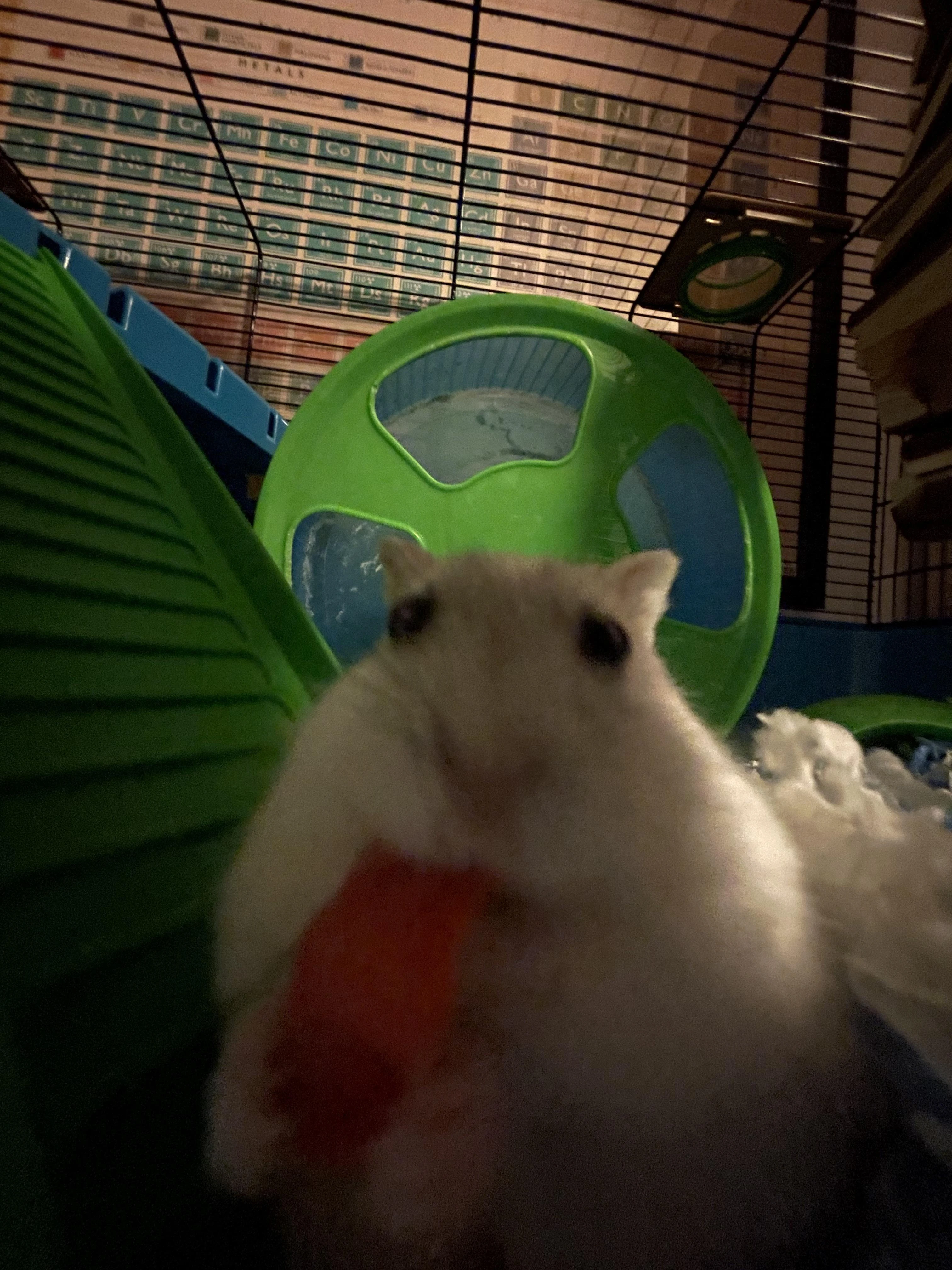 Rate my hamster Fandom