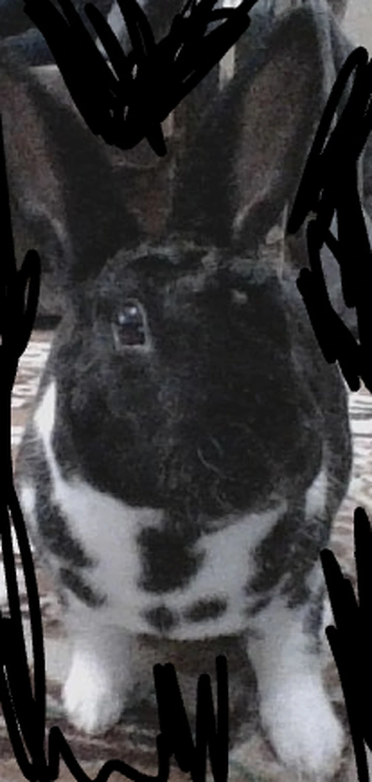 my bunny is licking my legs Fandom