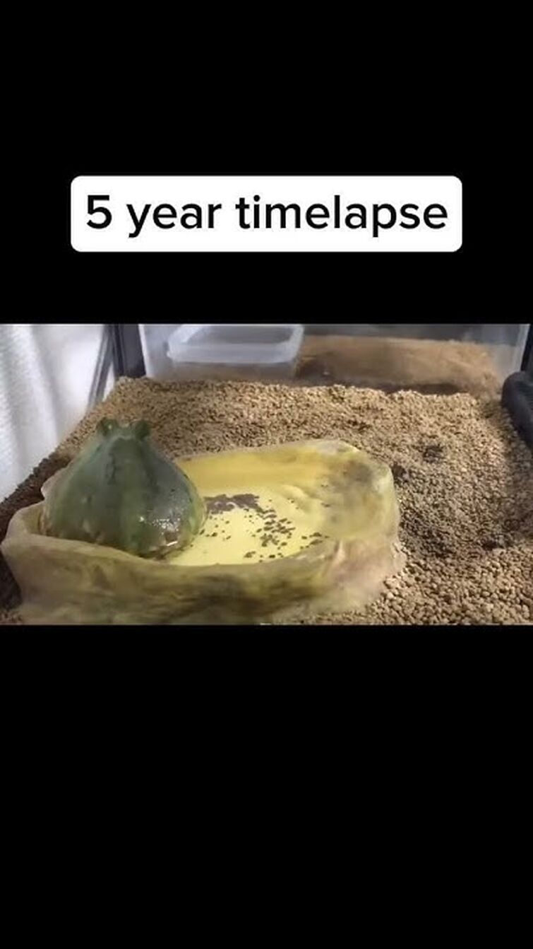 #lol #funny #foryou #fypシ゚viral #fyp #frog #pets #funnyvideo
