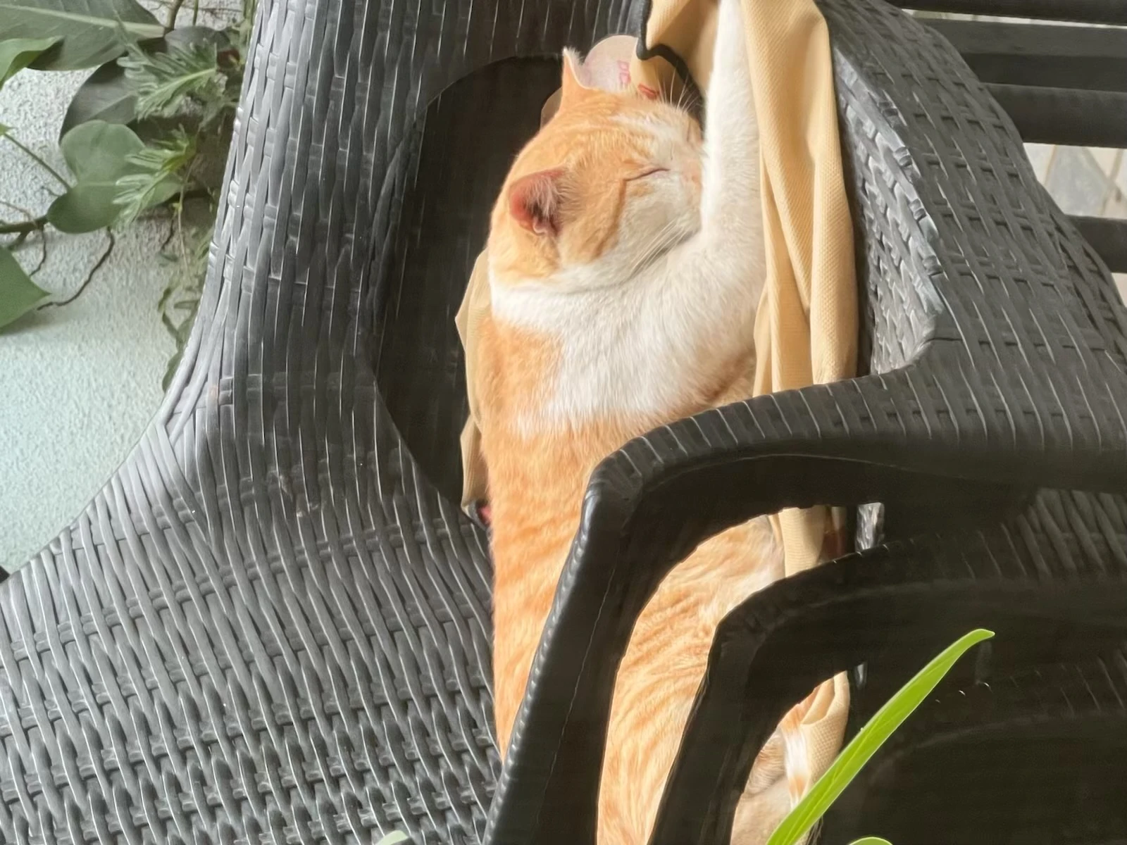 Backyard cat 2 electric boogaloo Fandom