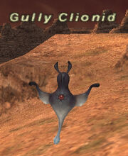 Gully Clionid.jpg