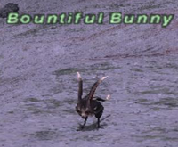 Bountiful Bunny