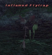 Inflamed Flytrap
