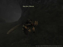Spider Wasp