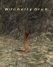 Witchetty Grub