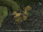 Chocobo