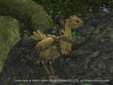 Chocobo
