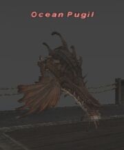 Ocean Pugil