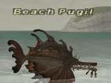 Beach Pugil
