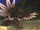 Celaeno