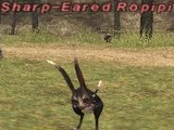 Sharp-Eared Ropipi