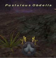 Pustulous Obdella