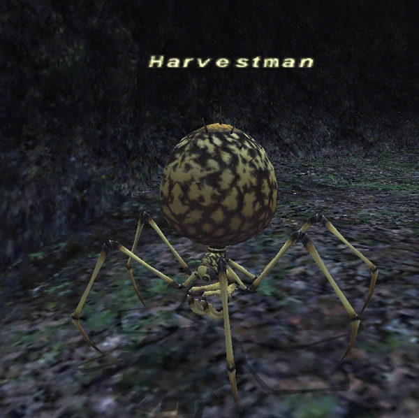 harvestman