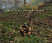 Worker Pephredo