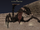 King Uropygid
