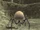Gigas's Spider