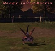 Mangy-tailed Marvin