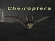 Cheiroptera