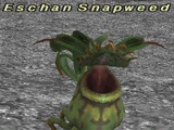 Eschan Snapweed