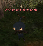 Pinetorum