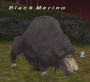 Black Merino