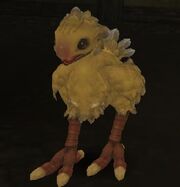 A Young Chocobo