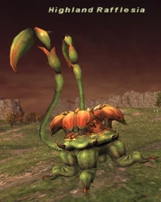 Highland Rafflesia