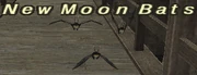 New Moon Bats