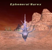 Ephemeral Murex