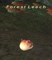 Forest Leech