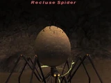 Recluse Spider
