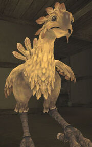 Conditions can affect how your chocobo advances