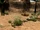 Boneyard Gully