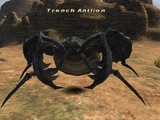 Trench Antlion