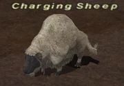 Charging Sheep