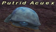 Putrid Acuex