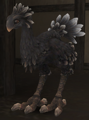 Adult Chocobo STR END