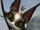 Cait Sith Ochd