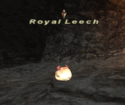 Royal Leech